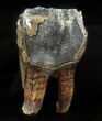Fossil Rhino (Stephanorhinus) Upper Molar - Germany #57819-2